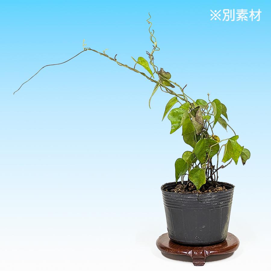 盆栽 青つづらふじ 雄木 アオツヅラフジ 青葛藤 小品盆栽 ミニ盆栽