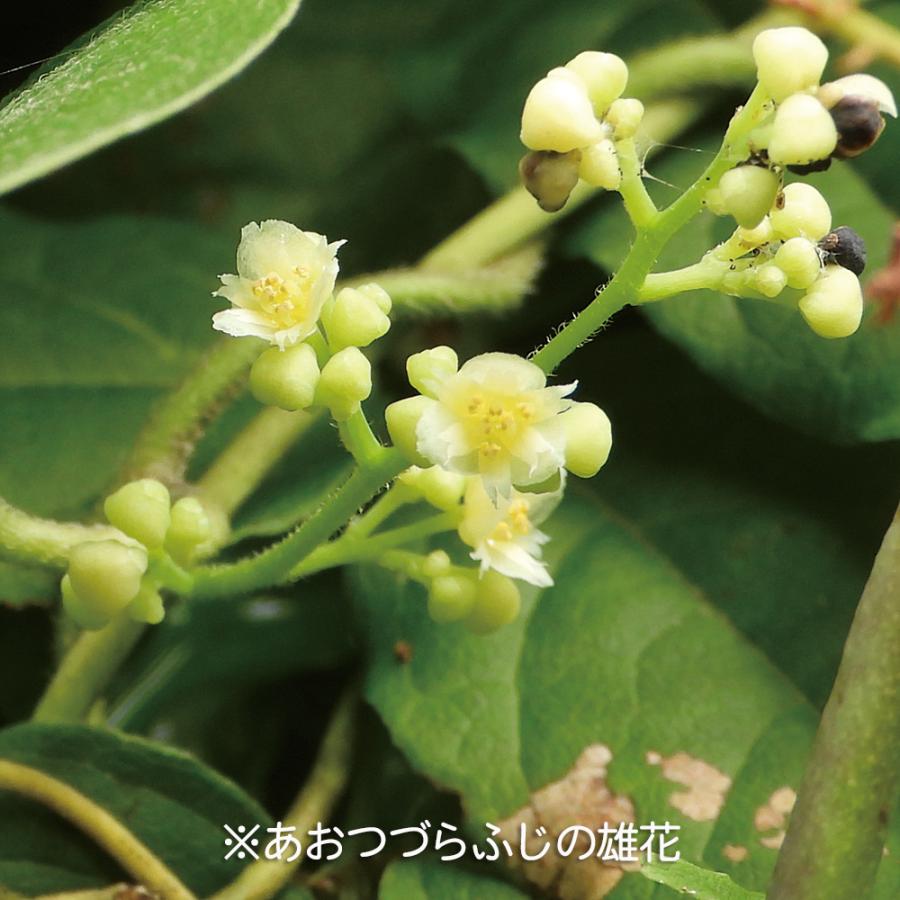 盆栽 青つづらふじ 雄木 アオツヅラフジ 青葛藤 小品盆栽 ミニ盆栽