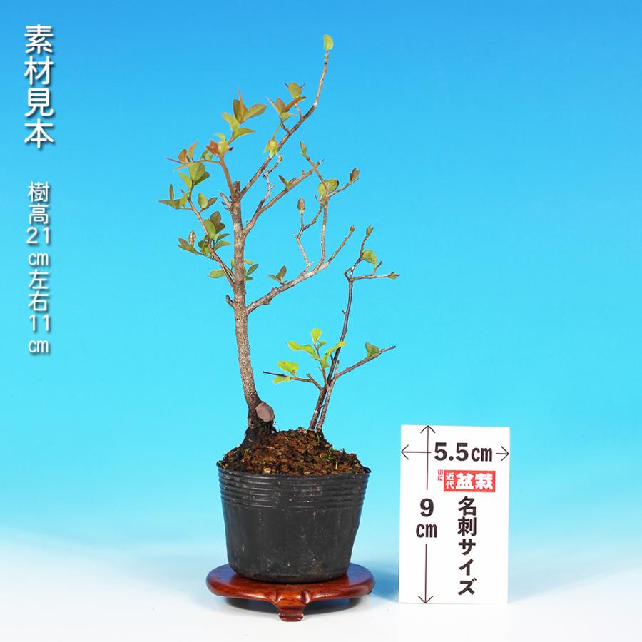 盆栽 常盤柿 雄木 根伏せ3年生 トキワガキ 小品盆栽 ミニ盆栽 盆栽素材