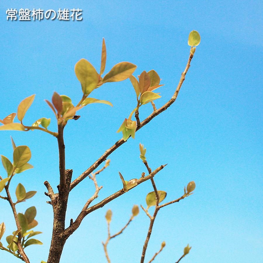 盆栽 常盤柿 雄木 根伏せ3年生 トキワガキ 小品盆栽 ミニ盆栽 盆栽素材