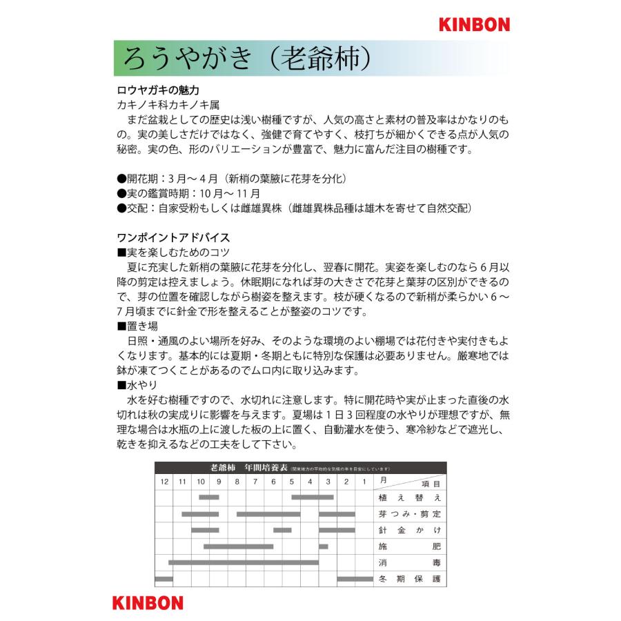 盆栽 常盤柿 雄木 トキワガキ 小品盆栽 ミニ盆栽 盆栽素材 苗木 実物