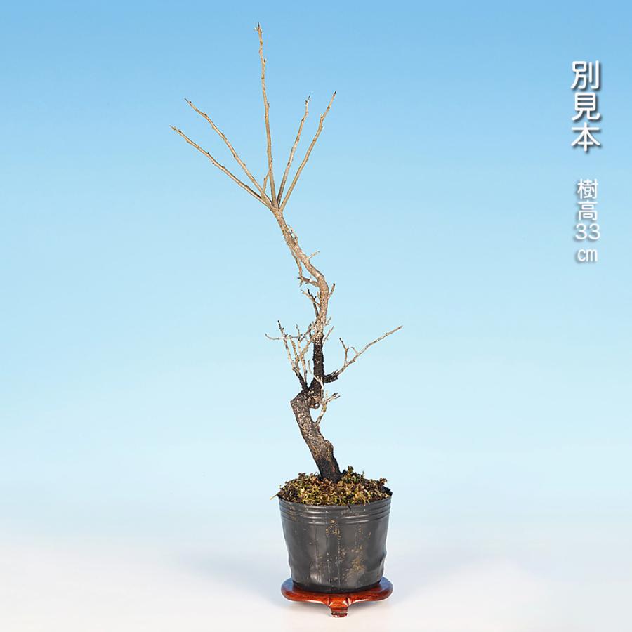 貴風盆栽、常盤木、模様木、実付き やや傷や汚れあり　小矢部椿　 盆栽 常盤柿 雄木 根伏せ3年生 トキワガキ 小品盆栽 ミニ盆栽 盆栽素材