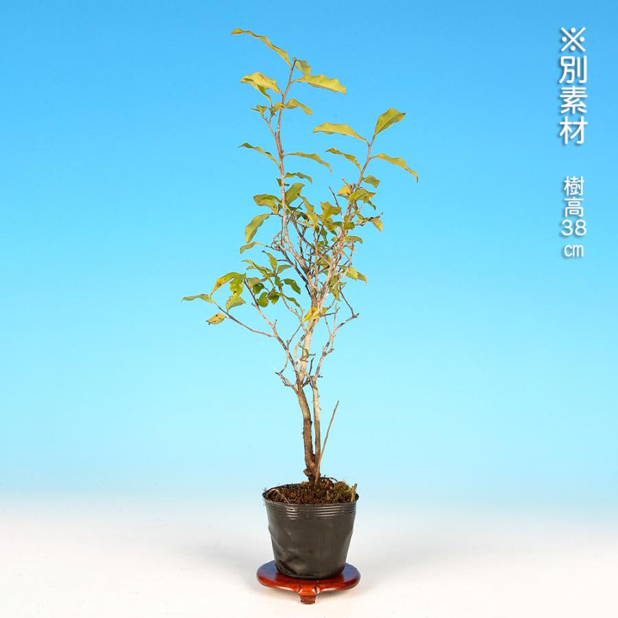 盆栽 常盤柿 雄木 根伏せ3年生 トキワガキ 小品盆栽 ミニ盆栽 盆栽素材