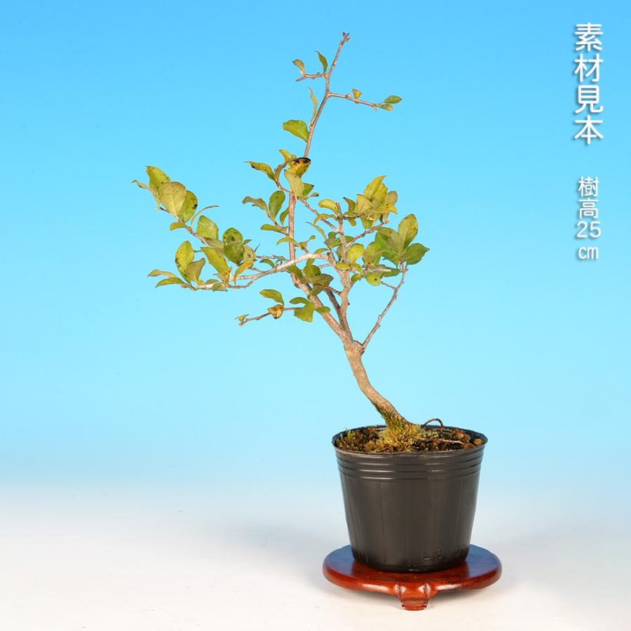 盆栽 老爺柿 雄木 ロウヤガキ ローヤ柿 小品盆栽 ミニ盆栽 盆栽素材