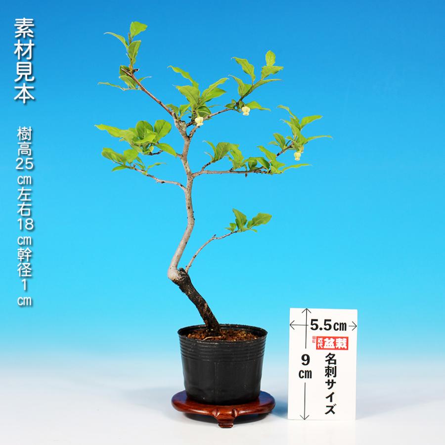 盆栽 老爺柿 雄木 根伏せ4年生 ロウヤガキ ローヤ柿 小品盆栽 ミニ盆栽