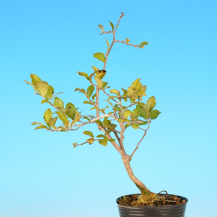 ✿年末セール 老爺柿 雌の木 ロウヤガキ メス木 盆栽 小葉性 観賞用 (P) 盆栽 老爺柿 雄木 ロウヤガキ ローヤ柿 小品盆栽 ミニ盆栽 盆栽素材