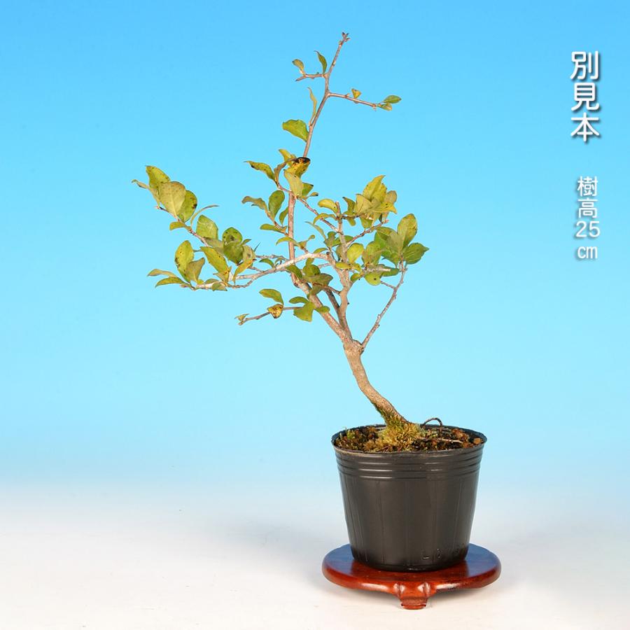 盆栽 老爺柿 雄木 根伏せ4年生 ロウヤガキ ローヤ柿 小品盆栽 ミニ盆栽