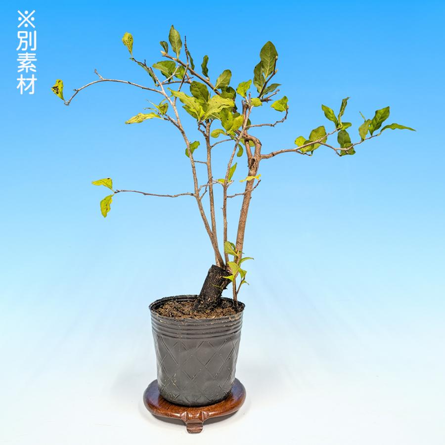 老爺柿双幹盆栽です。雄木一鉢付き。依頼品です。引き取り限定。 大幅値下げ。 盆栽 老爺柿 雄木 根伏せ4年生 ロウヤガキ ローヤ柿 小品盆栽 ミニ盆栽