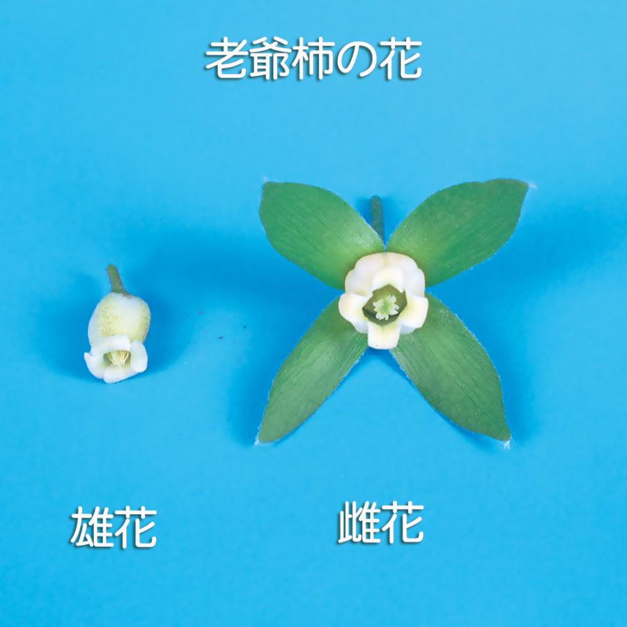 盆栽 老爺柿 雄木 根伏せ4年生 ロウヤガキ ローヤ柿 小品盆栽 ミニ盆栽