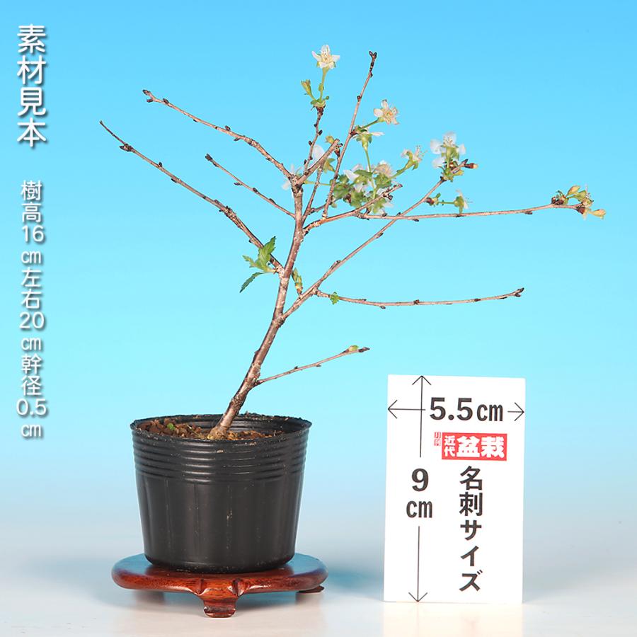 盆栽 富士桜 水士の八重 サクラ さくら 桜 フジザクラ マメザクラ