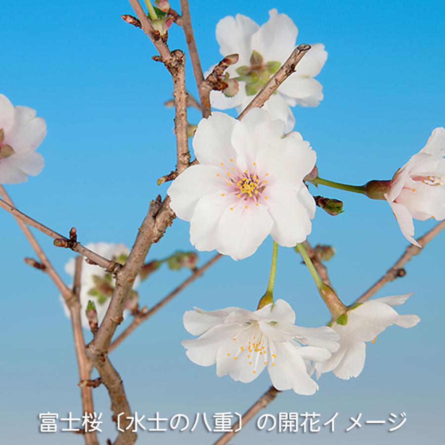 盆栽 富士桜 水士の八重 サクラ さくら 桜 フジザクラ マメザクラ