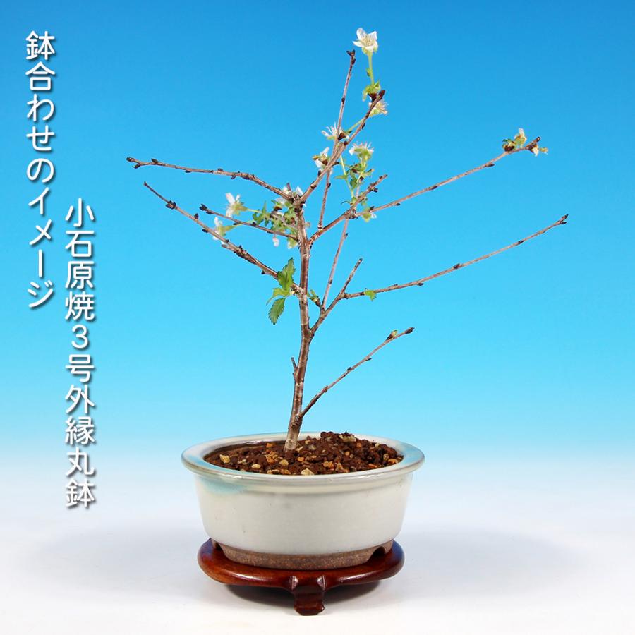 盆栽 富士桜 水士の八重 サクラ さくら 桜 フジザクラ マメザクラ
