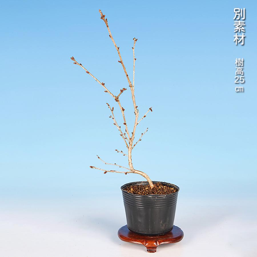 盆栽 富士桜 水士の八重 サクラ さくら 桜 フジザクラ マメザクラ