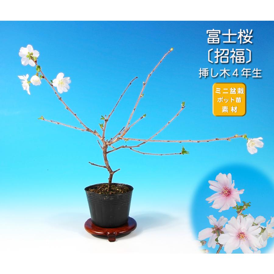 盆栽 富士桜 招福 サクラ さくら 桜 フジザクラ マメザクラ sakura 桜