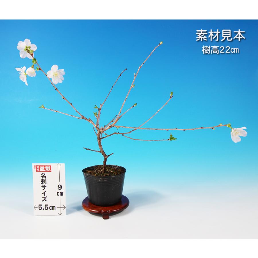 盆栽 富士桜 招福 サクラ さくら 桜 フジザクラ マメザクラ sakura 桜