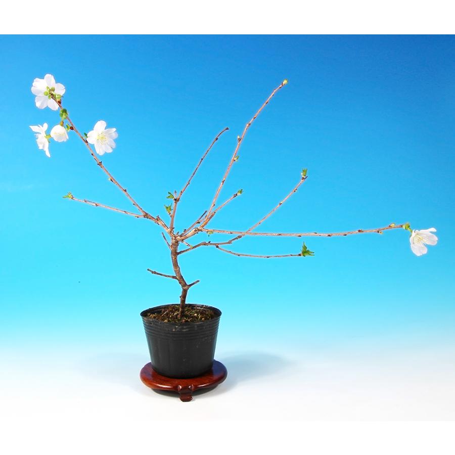 盆栽 富士桜 招福 サクラ さくら 桜 フジザクラ マメザクラ sakura 桜