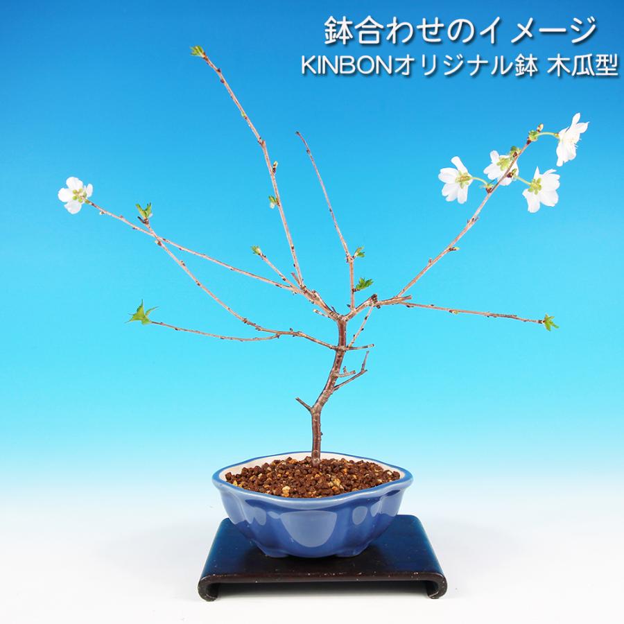盆栽 富士桜 招福 サクラ さくら 桜 フジザクラ マメザクラ sakura 桜