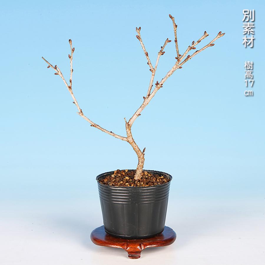 盆栽 富士桜 招福 サクラ さくら 桜 フジザクラ マメザクラ sakura 桜