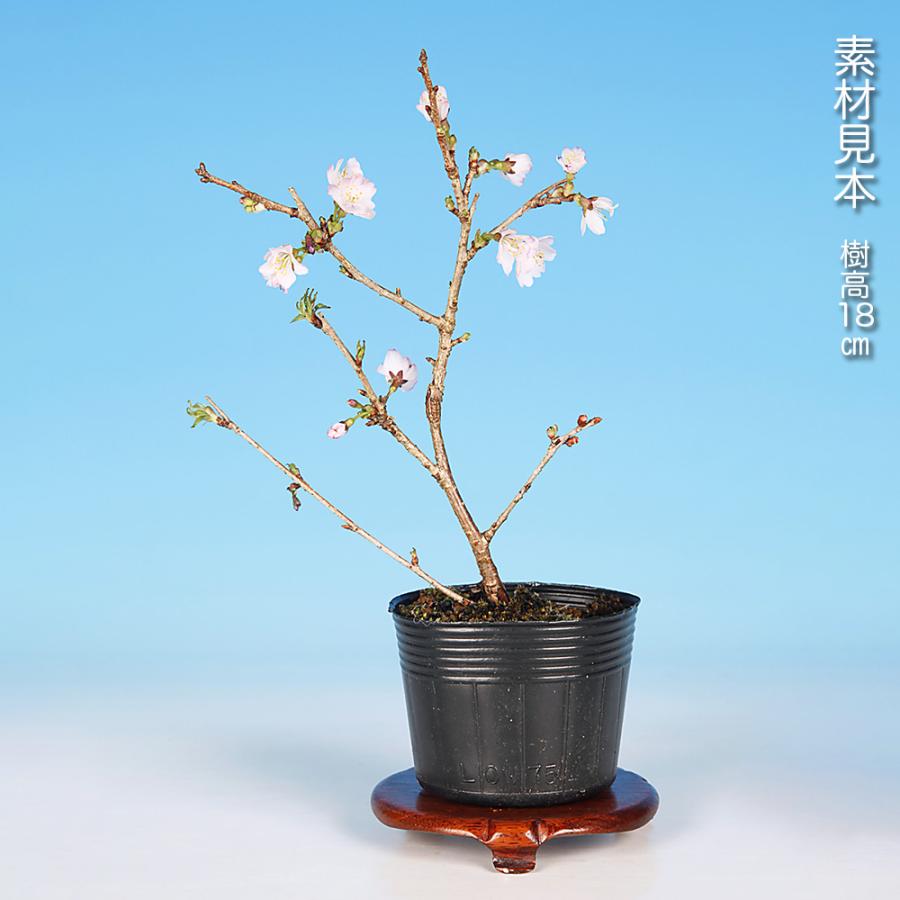 盆栽 富士桜 紅乙女 サクラ さくら 桜 フジザクラ マメザクラ sakura