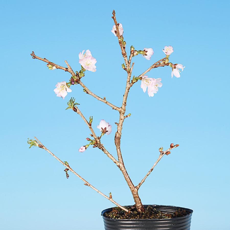 盆栽 富士桜 紅乙女 サクラ さくら 桜 フジザクラ マメザクラ sakura