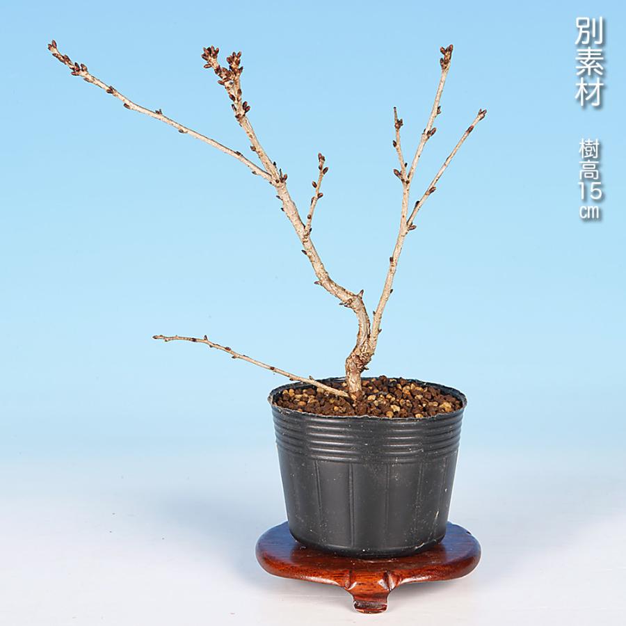 盆栽 富士桜 紅乙女 サクラ さくら 桜 フジザクラ マメザクラ sakura