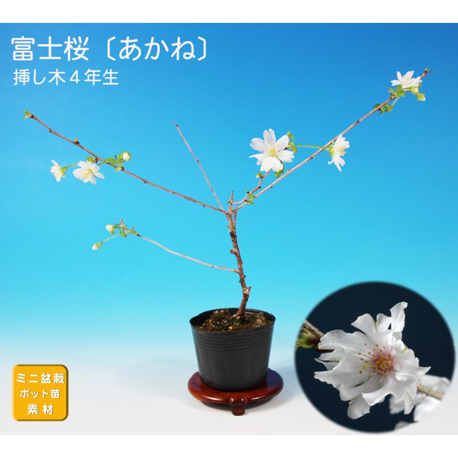 盆栽 富士桜 あかね サクラ さくら 桜 フジザクラ マメザクラ sakura