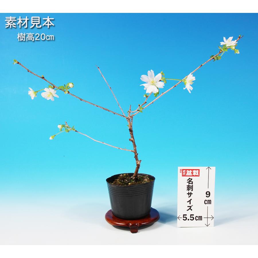 盆栽 富士桜 あかね サクラ さくら 桜 フジザクラ マメザクラ sakura