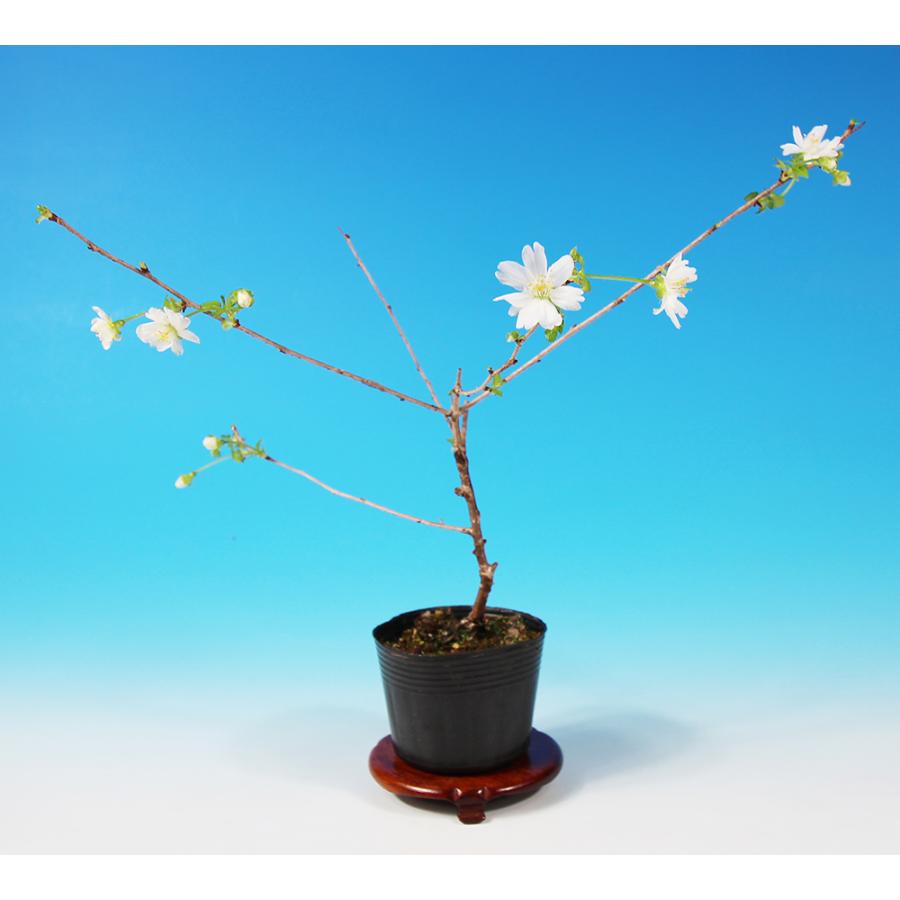 三河盆栽　フジザクラ　盆栽　さくら 盆栽 富士桜 紅乙女 サクラ さくら 桜 フジザクラ マメザクラ sakura
