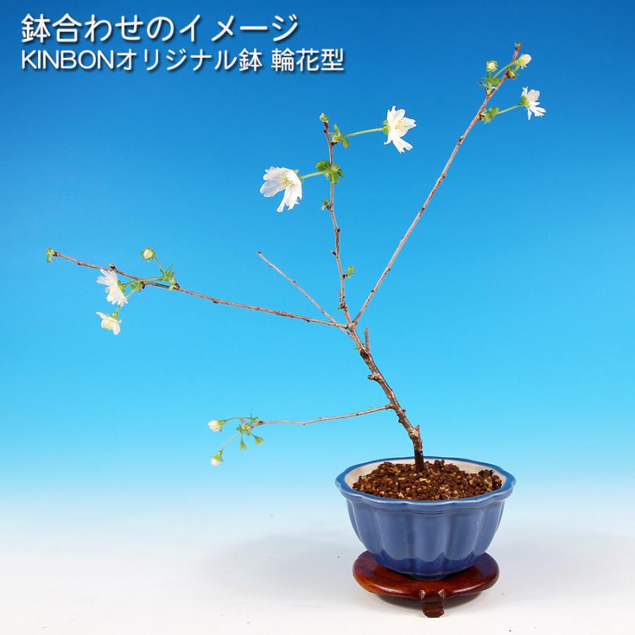 盆栽 富士桜 あかね サクラ さくら 桜 フジザクラ マメザクラ sakura