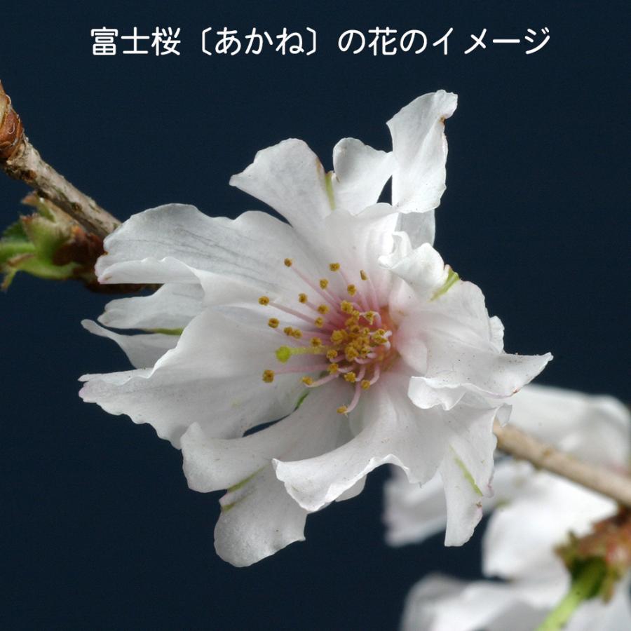 盆栽 富士桜 あかね サクラ さくら 桜 フジザクラ マメザクラ sakura