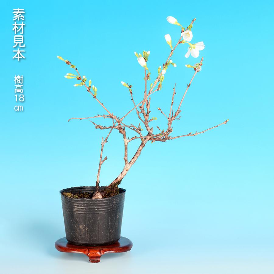 盆栽 富士桜 みどり ミドリザクラ サクラ さくら 桜 フジザクラ