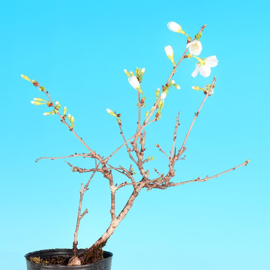 盆栽 富士桜 みどり ミドリザクラ サクラ さくら 桜 フジザクラ