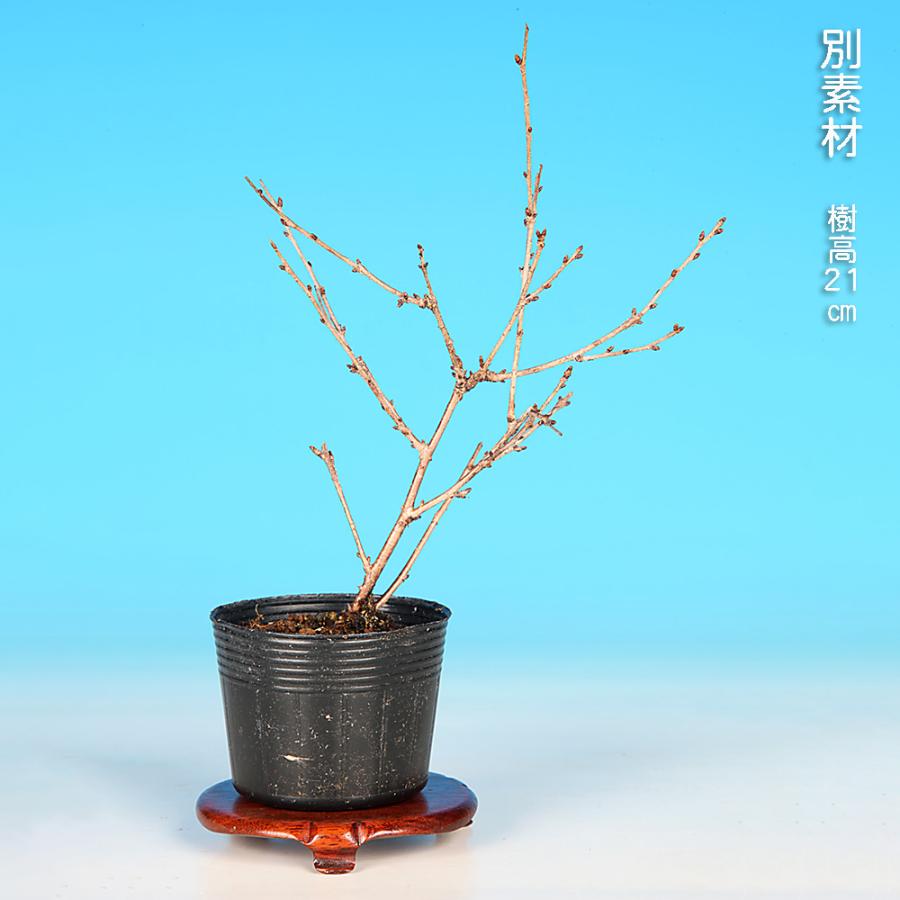盆栽 富士桜 みどり ミドリザクラ サクラ さくら 桜 フジザクラ