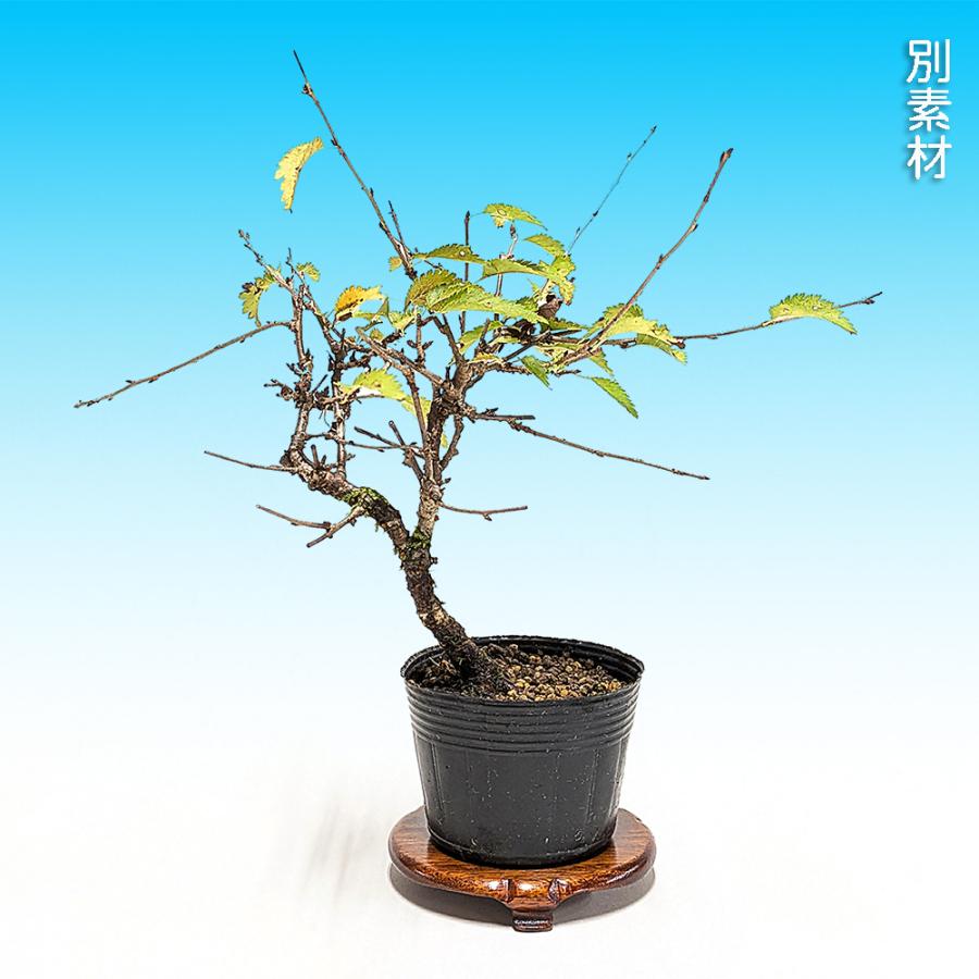 盆栽 富士桜 みどり ミドリザクラ サクラ さくら 桜 フジザクラ