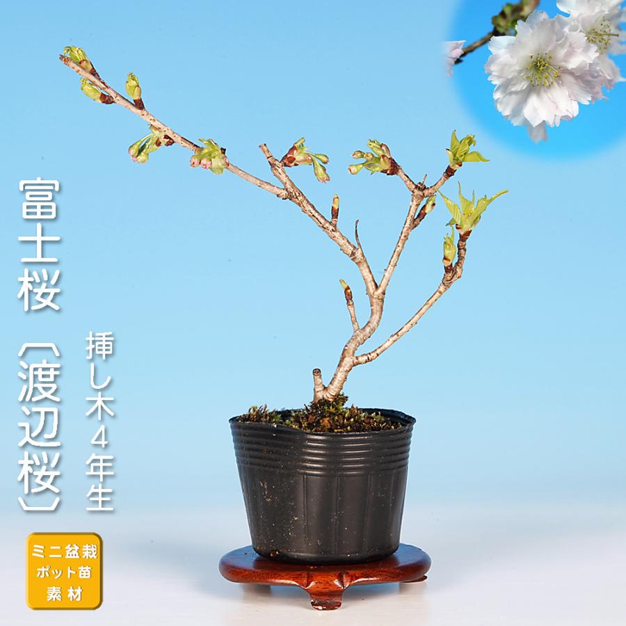 盆栽 富士桜 渡辺桜 サクラ さくら フジザクラ マメザクラ オシドリ