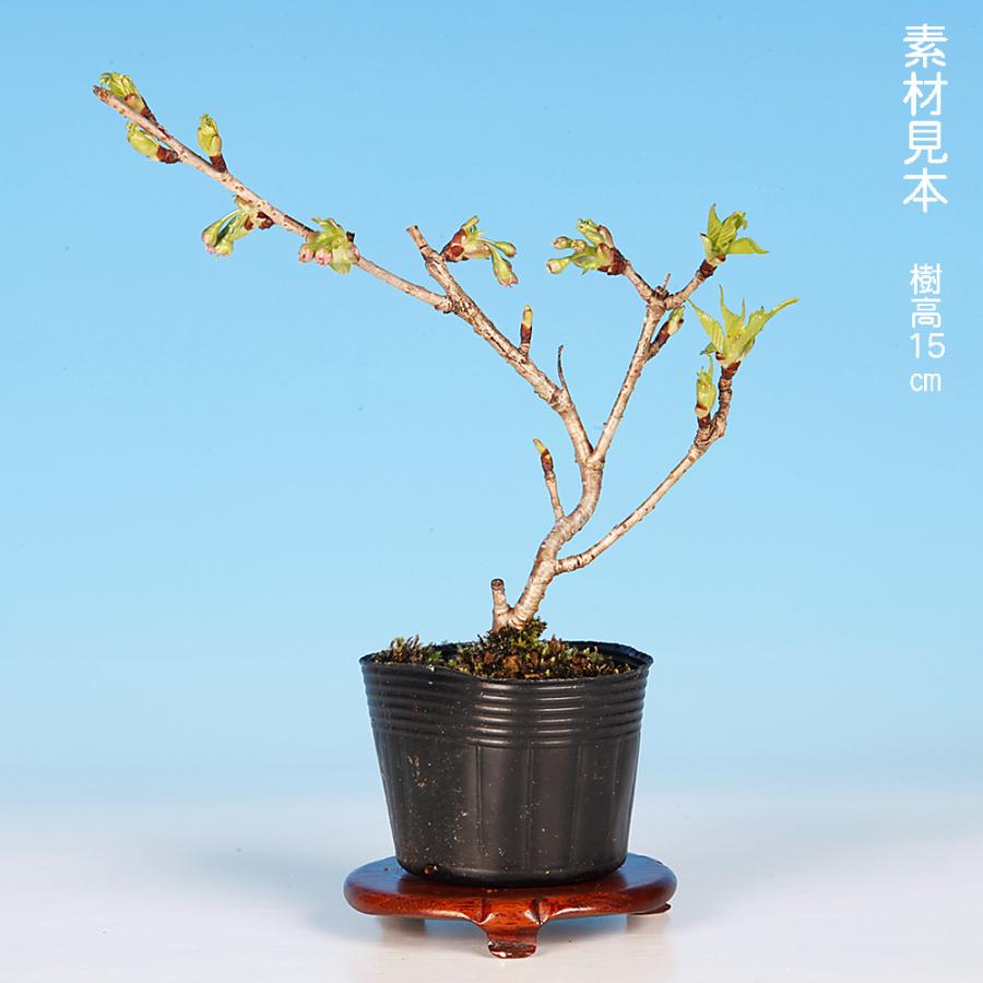 盆栽 富士桜 渡辺桜 サクラ さくら フジザクラ マメザクラ オシドリ