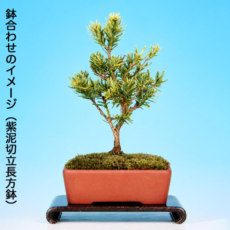 盆栽　キャラ　a 盆栽 黄金キャラボク 挿し木3年生 伽羅木 7.5cmポット 小品盆栽 ミニ