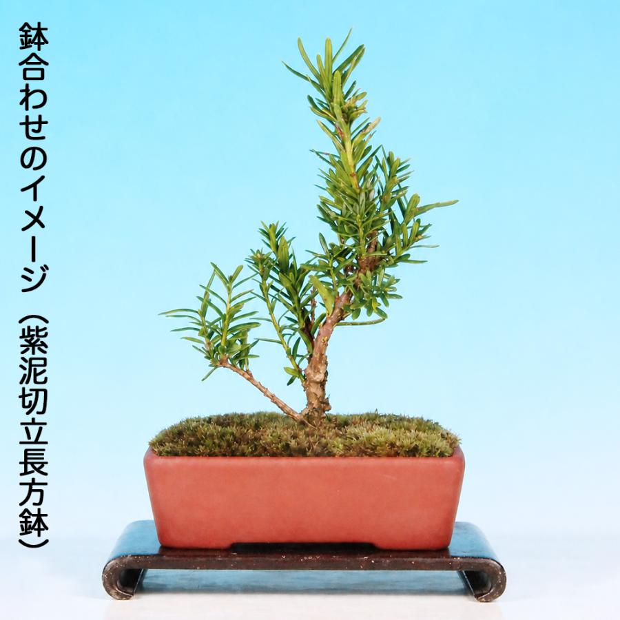 盆栽素材 キャラボク 伽羅木 挿し木3年生 ミニ盆栽 小品盆栽 初心者に