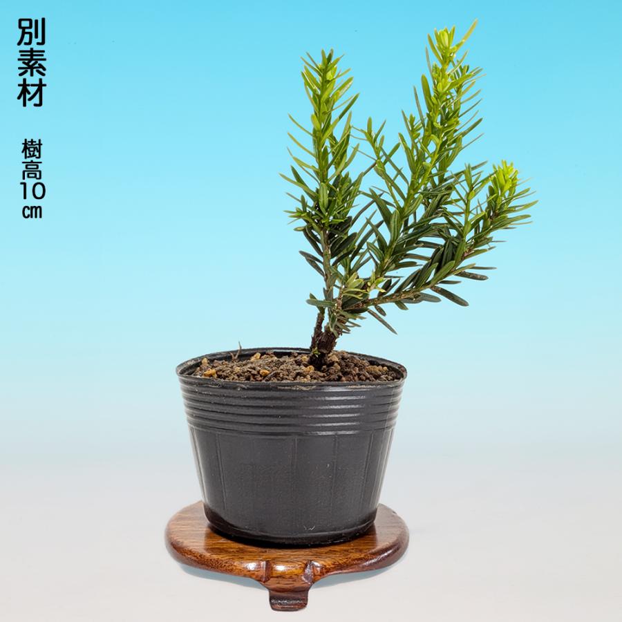 伽羅木　盆栽　6/7写真追加 伽羅木 盆栽 6/7写真追加 八房イチイ『キャラボク（伽羅木）』挿木で