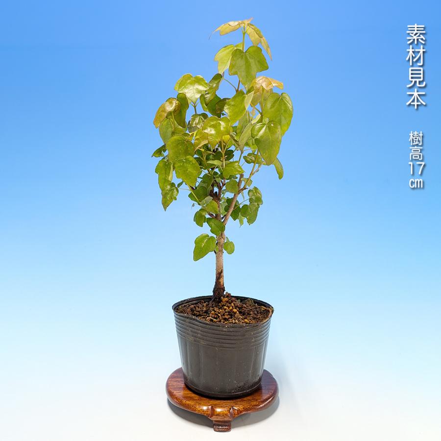盆栽 宮様楓 挿し木3年生 カエデ かえで ミヤサマカエデ 葉が丸い 小品