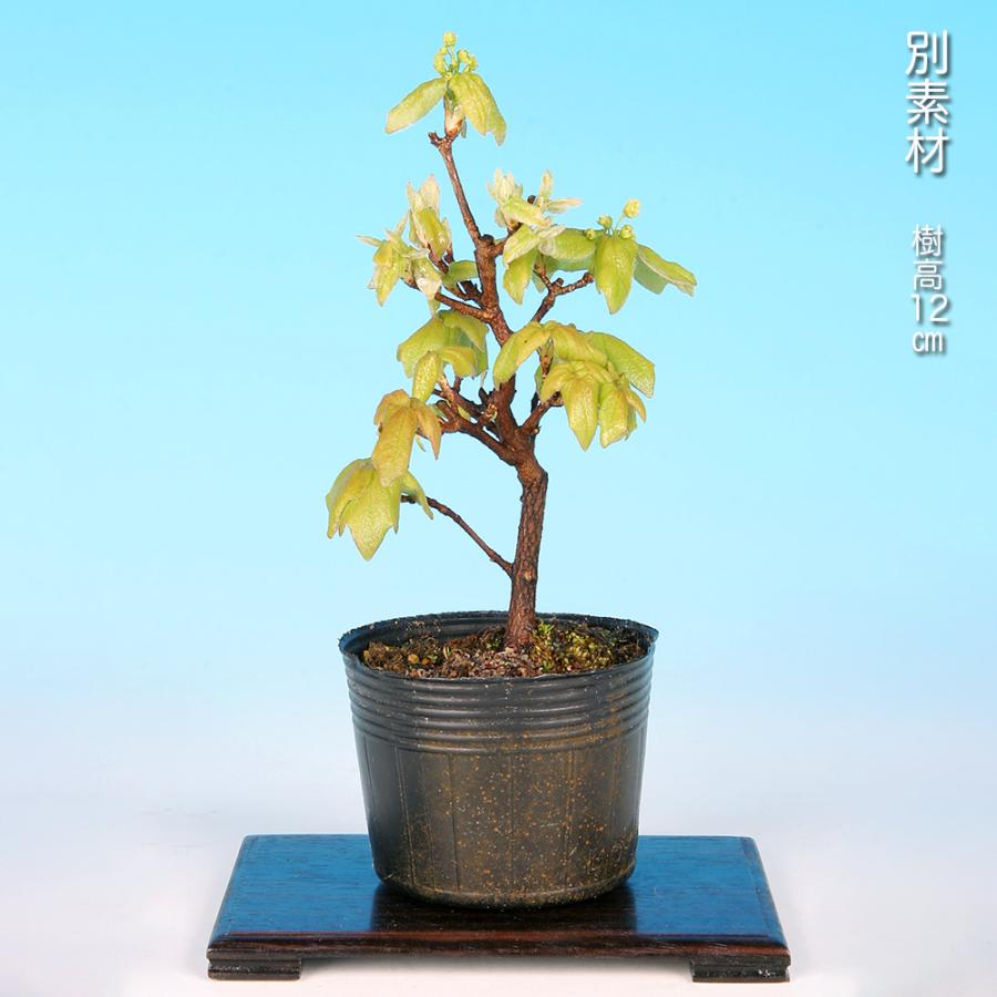 盆栽 宮様楓 挿し木3年生 カエデ かえで ミヤサマカエデ 葉が丸い 小品