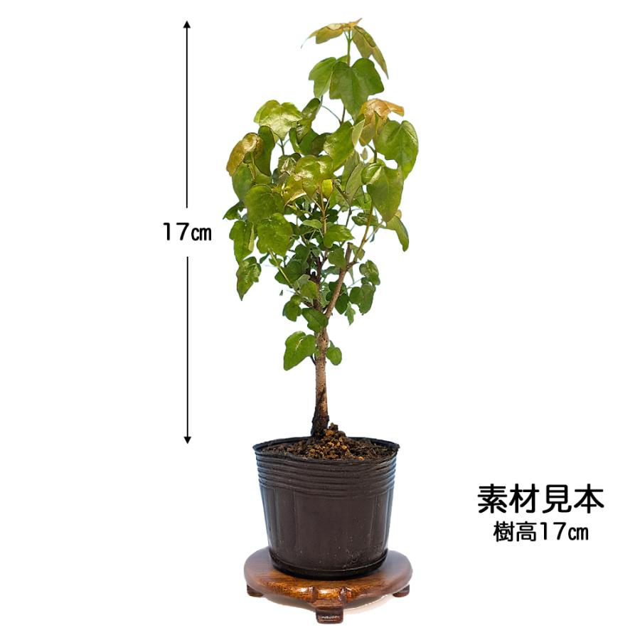 盆栽 宮様楓 挿し木3年生 7.5cmポット 苗 カエデ かえで もみじ ミニ