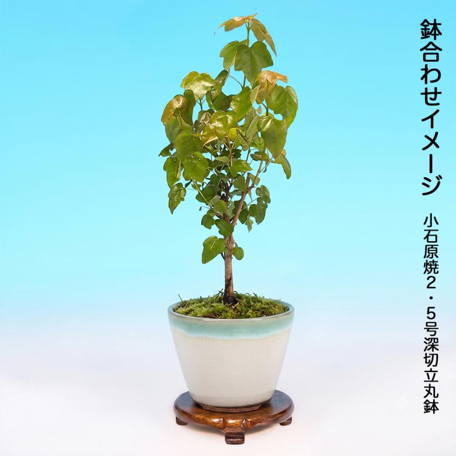 盆栽 宮様楓 挿し木3年生 7.5cmポット 苗 カエデ かえで もみじ ミニ