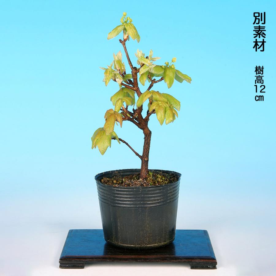 小品盆栽宮様楓 盆栽 宮様楓 挿し木3年生 7.5cmポット 苗 カエデ かえで もみじ ミニ