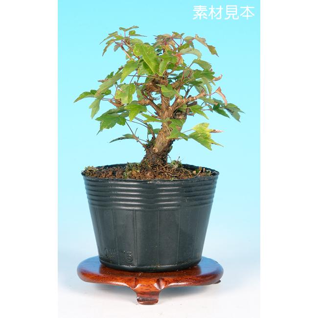 楓　小品盆栽 格安盆栽素材/生産品紹介/楓（カエデ） 小品盆栽素材 販売/通販