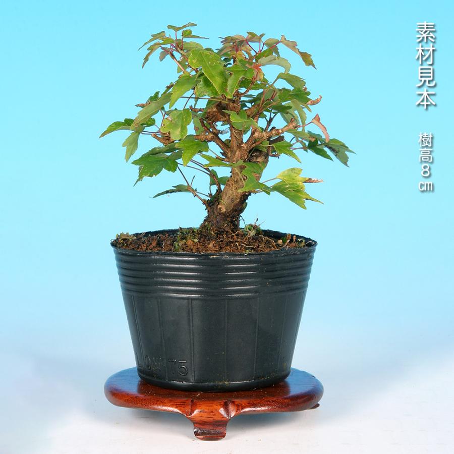 盆栽 美濃八ッ房楓 挿し木4年生 カエデ かえで 葉が小さい 作りやすい