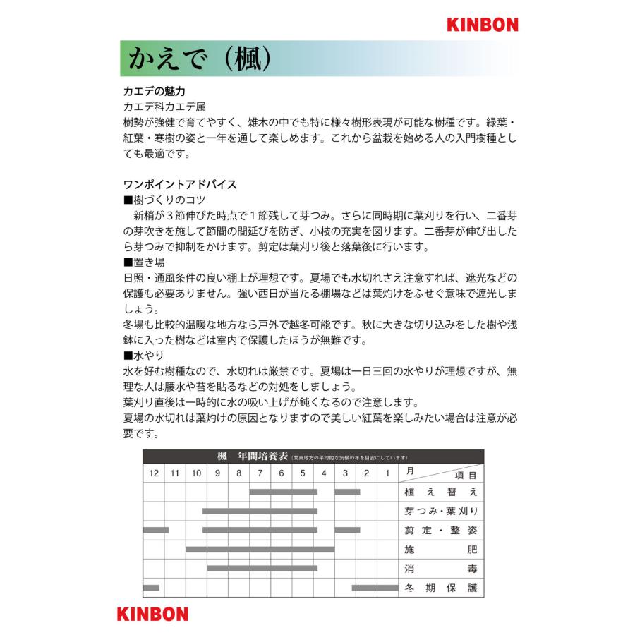 盆栽 美濃八ッ房楓 挿し木4年生 カエデ かえで 葉が小さい 作りやすい
