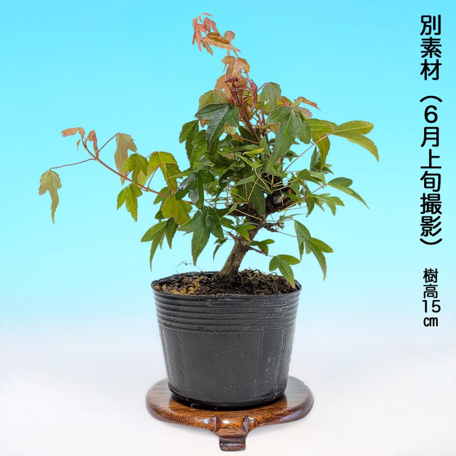 盆栽 美濃八ッ房楓 挿し木4年生 7.5cmポット 楓 カエデ かえで 葉が