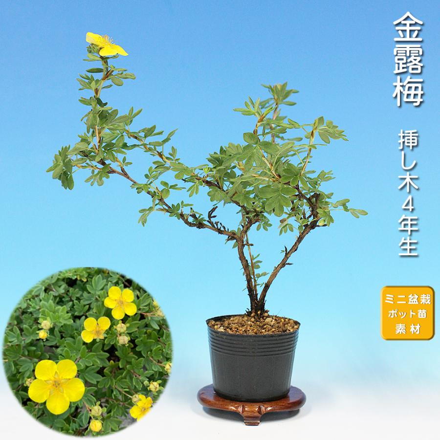 盆栽 金露梅 挿し木4年生 キンロバイ 黄花 黄色い花が咲く花もの盆栽