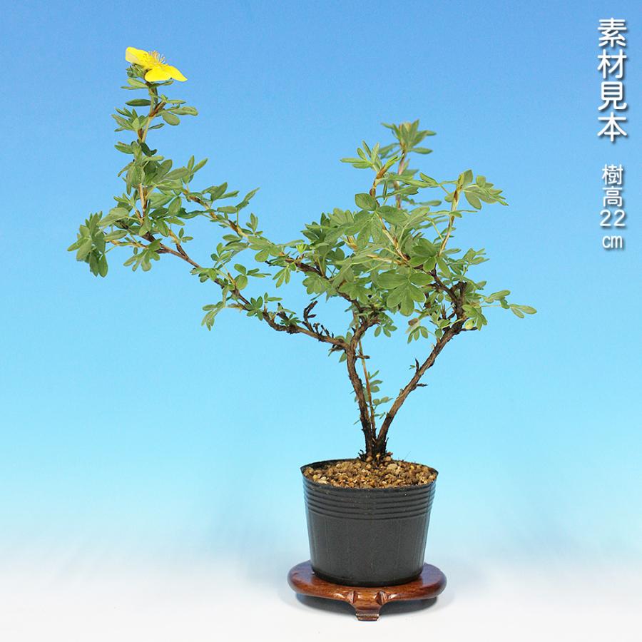 盆栽 金露梅 挿し木4年生 キンロバイ 黄花 黄色い花が咲く花もの盆栽